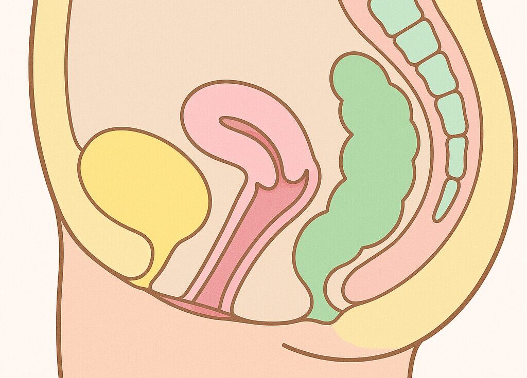 採卵前の超音波検査に影響する腸・膀胱・卵巣の位置関係の図。便秘や尿溜めが卵巣の視認性を下げる原因を視覚的に説明